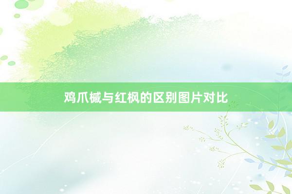 鸡爪槭与红枫的区别图片对比